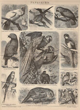 Papageien Kakadu Lori Kakapao HOLZSTICH von 1885 Nestor Ara Wellensittich