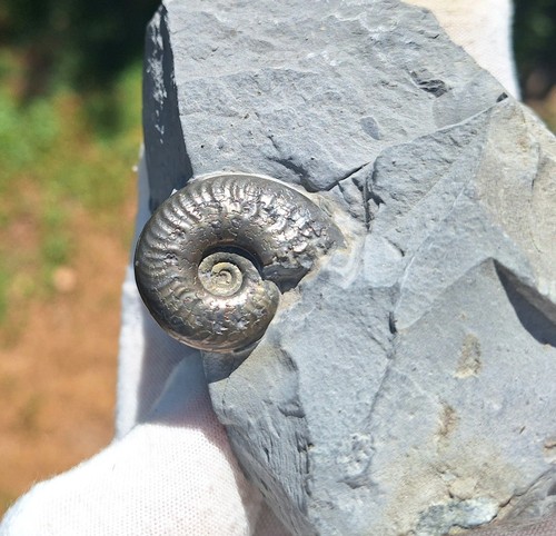 Pyrit ammonit arieticeras - -,