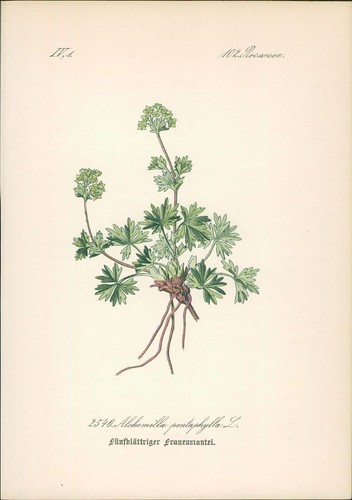 Chromolithographie - ,