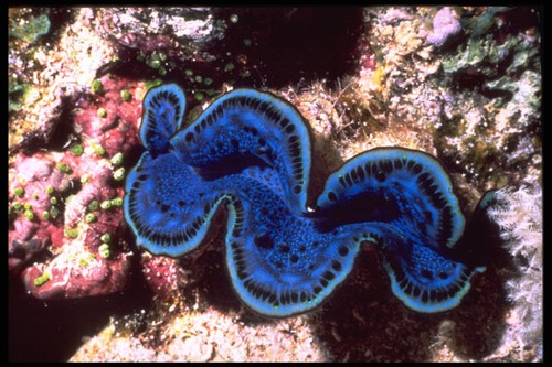 355020 riesenmuschel tridacna - 355020,