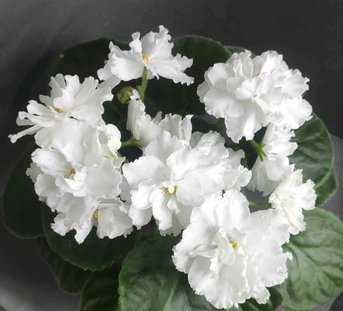 African violet saintpaulia - african,