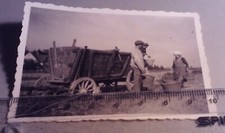 Altes Foto Landwirtschaft