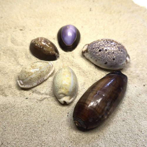 Konvolut cypraea - konvolut,