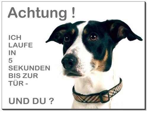 Jack russel - jack,