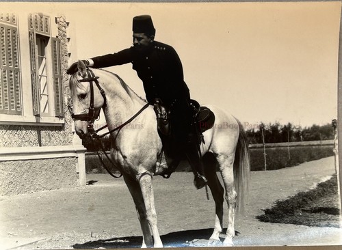 Nordafrika cavalier - nordafrika,