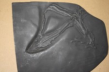 Seestern Replik Bundenbach (ES