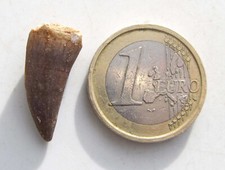 Saurier Zahn Dinosaurier