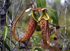 NEPENTHES RAFFLESIANA –