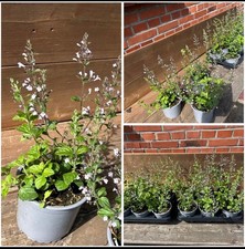 Calamintha nep. Blue Cloud, Bergminze , Staude, im Topf 13 cm