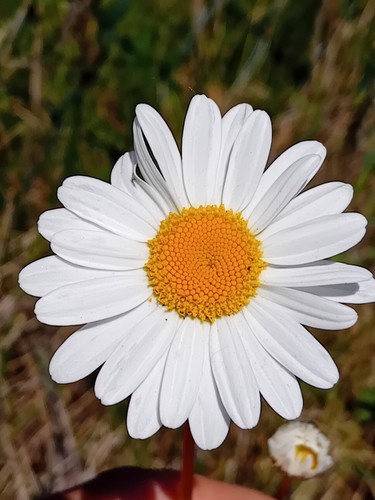 Wiesenmargerite leucanthemum - wiesenmargerite,,