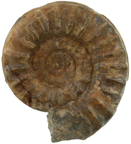 Lias arnioceras falcaries - ,
