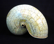 NAUTILUS, Tiffany-Lampenform