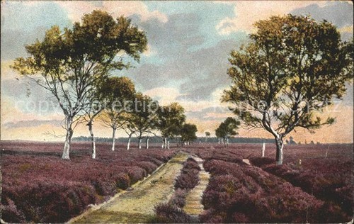Lueneburger heide birkenweg - lueneburger,
