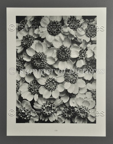 Karl blossfeldt ltd - karl,