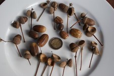 20 Eichelhütchen/Eichelkörbchen zum Basteln Deko Floristik Natur