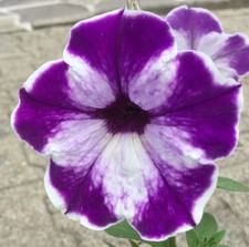 30 Samen Petunien Weiß