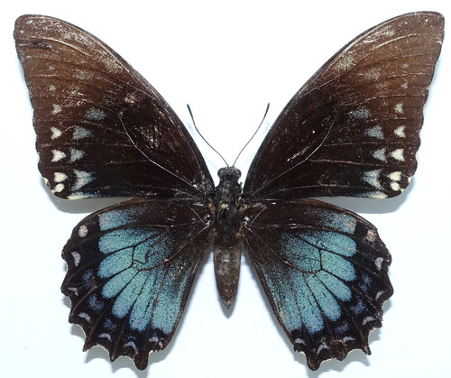 Papilio victorinus vulneratus - papilio,