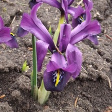 @ (◕‿◕)\@ Iris