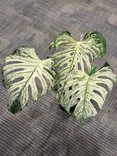 00849A Monstera Devil Monster Variegated 5 Samen Fensterblatt