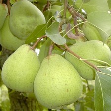 Alexander Lucas Winterbirne