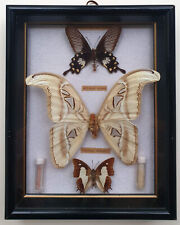 Schmetterling Schaukasten Holz/Glas 30er J. mit Präparat Attocas Atlas SEHR RAR!