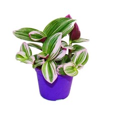Exotenherz dreimasterblume - exotenherz,