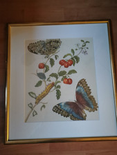 Poster/Bild/Druck - Maria Sibylla Merian WESTINDISCHE KIRSCHE UND SCHMETTERLING
