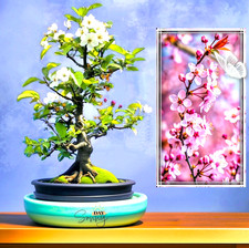 Zierpflaume Bonsai Samen