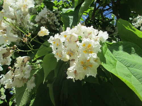 Trompetenbaum catalpa - trompetenbaum,