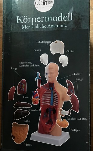 Körpermodell menschliche - körpermodell,