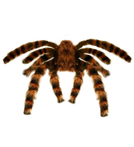 Jumbo spinne tarantula - jumbo,