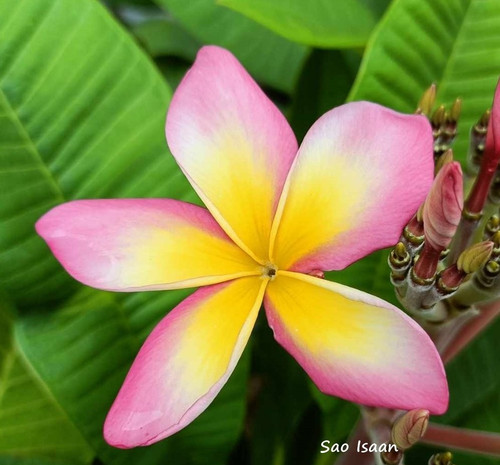 Frangipani plumeria sao - -,