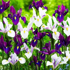 Schwertlilien Iris