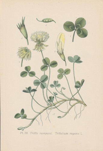 Weißklee - , (trifolium