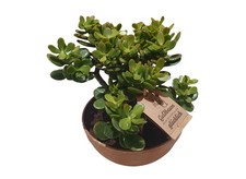 Geldbaum Dickblatt Crassula XL Schale 20 cm Durchmesser Zimmerpflanze