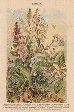 Wildblumen Lerchensporn Walderdbeere CHROMO-LITHOGRAPHIE von 1899 Knabenkraut