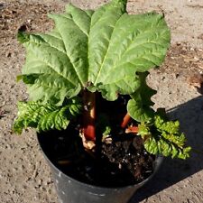 Rhabarber Pflanze Holsteiner Blut beliebte rotstielige Sorte mild 3 Liter Topf