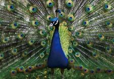 3D Postkarte Pfau Tier Motiv Wackel Hologramm Karte Souvenir