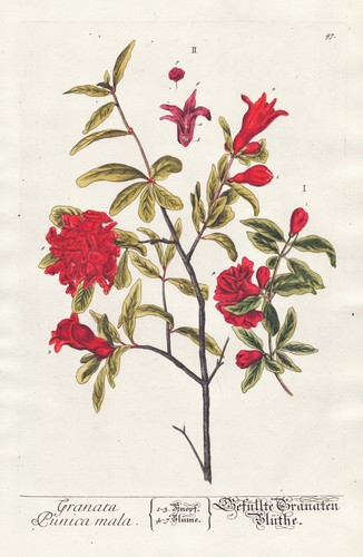 Granatapfel blüte pomegranate - blüte,