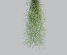 Tillandsia usneoides -