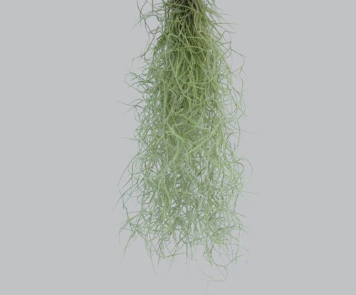 Tillandsia usneoides