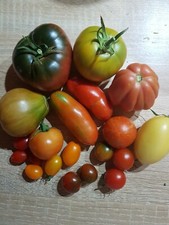 50 ! Alte Historische und Neue selte Tomatensorten  Mischung über 200 Samen  rar