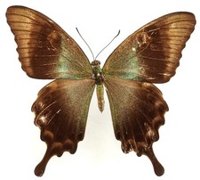 PAPILIO PERANTHUS KANGEANUS