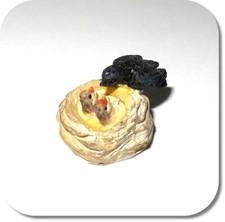 Miniatur Vogelnest