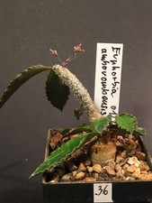 Euphorbia ambovombensis ,  Caudex, Madagaskar