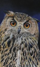 Original Pastel Painting Owl