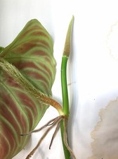 Philodendron Verrucosum One