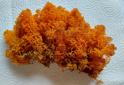 Islandmoos orange - orange,