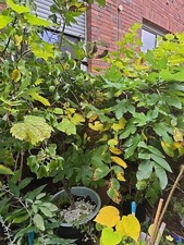 BIRNENBAUM Apfelbaum