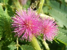 BLUMEN SAMEN von der ECHTEN